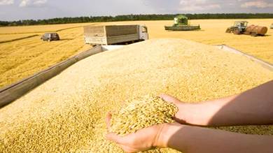 ​إمدادات الحبوب تعاني أزمات مزمنة عالميا